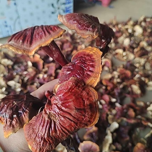昆明白心白肉灵芝