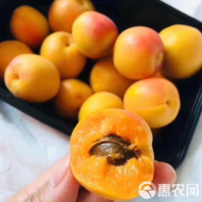 新疆小红杏