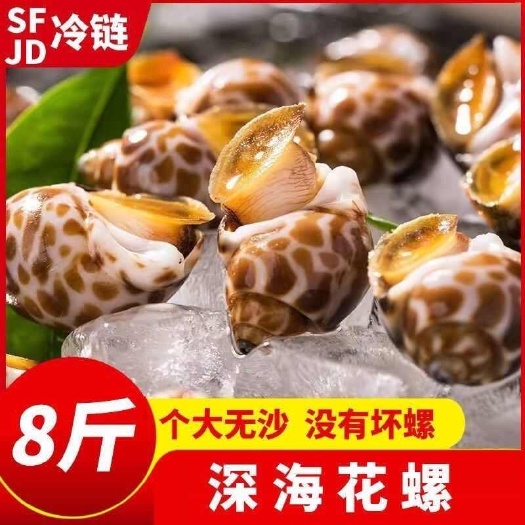 连云港花螺鲜活冷冻海鲜螺类东风螺贝类猫眼螺冰冻香螺鲜活批发顺丰