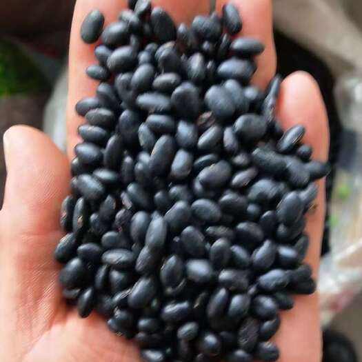 北票市黑豆