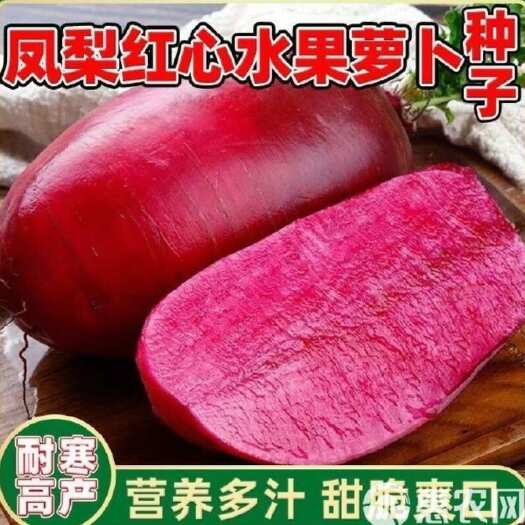 邵东市凤梨红心水果萝卜籽生吃满堂红心里美春秋夏季四季蔬菜籽