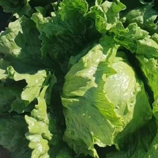 沽源縣球生菜上市中