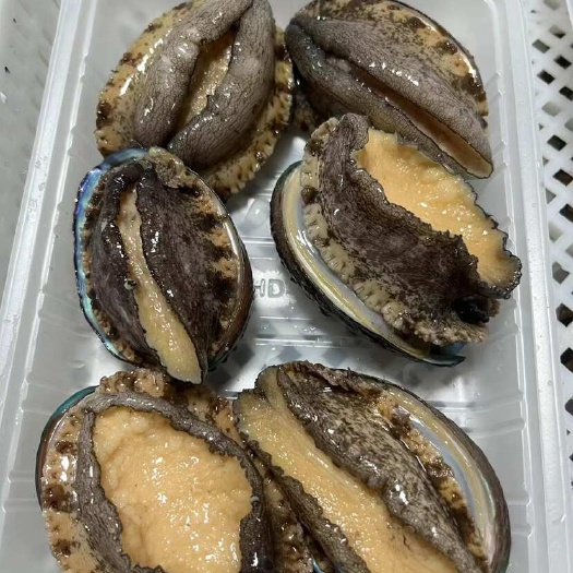 东山县活冻鲍鱼
