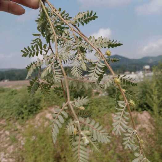 固阳县内蒙草原刺蒺藜蒺藜子三角刺硬蒺藜道地药材刺蒺藜