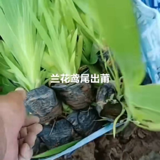 定州市鸢尾