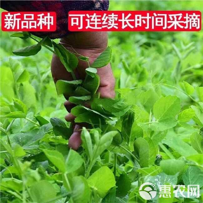 胖嫩无须豌豆尖 大叶无须黑眉豌豆尖种子  大无须清香豌豆尖种