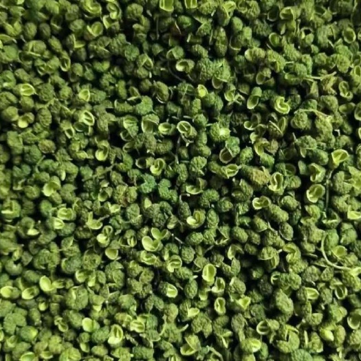 成都金阳青花椒