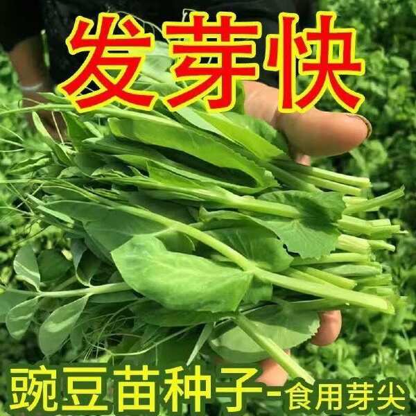 胖嫩无须豌豆尖 大叶无须黑眉豌豆尖种子  大无须清香豌豆尖种