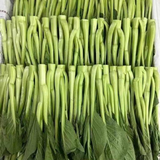 昆明云南菜心