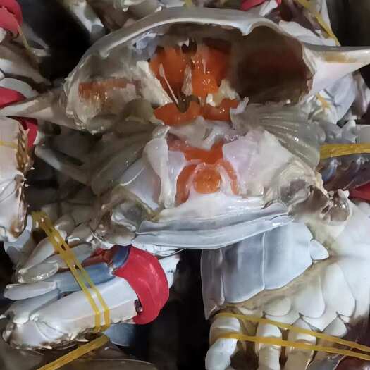 连云港冷冻红膏三点红母梭子蟹可做酱蟹、腌制蟹、蟹煲、等做法