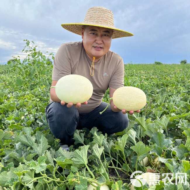 冰糖雪梨瓜