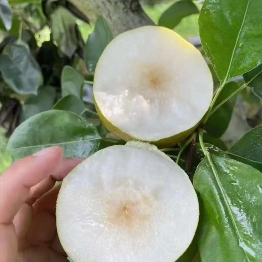 黄花梨