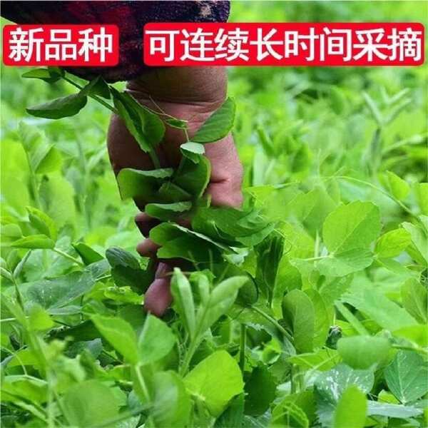 胖嫩无须豌豆尖 大叶无须黑眉豌豆尖种子  大无须清香豌豆尖种