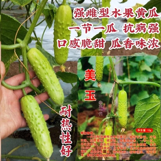 美玉水果黄瓜种子口感脆甜瓜香味浓强雌型水果黄瓜种籽节节有瓜