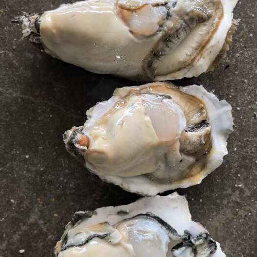 生蚝