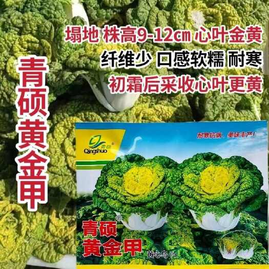 南京青硕黄金甲黄心乌种子耐寒黄心乌塌菜种籽新品种塌地黄芯乌菜种子