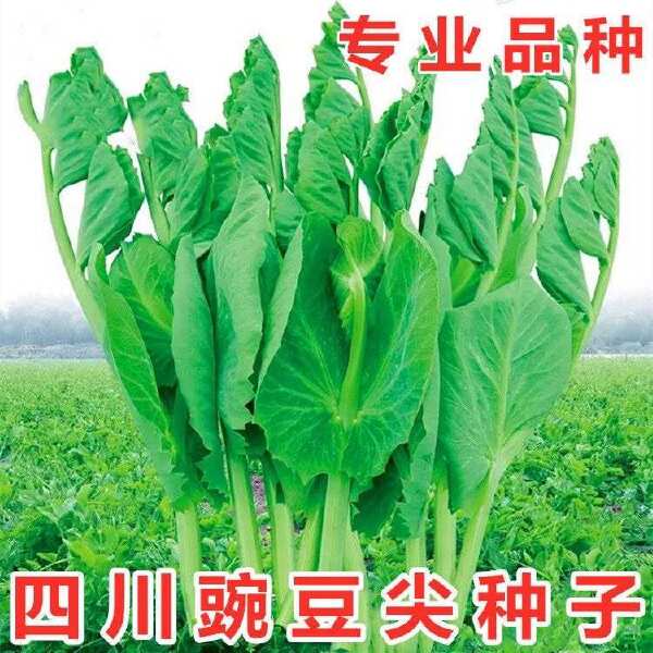 胖嫩无须豌豆尖 大叶无须黑眉豌豆尖种子  大无须清香豌豆尖种