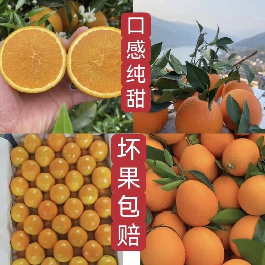江边脐橙，口感纯甜，个大皮薄，现採现发
