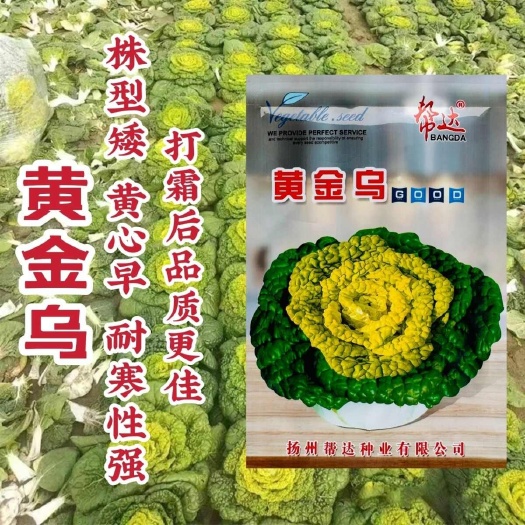 黄金乌菜种子矮颗黄心乌种籽腊月乌寒菜种子黄芯乌塌菜种子特耐寒