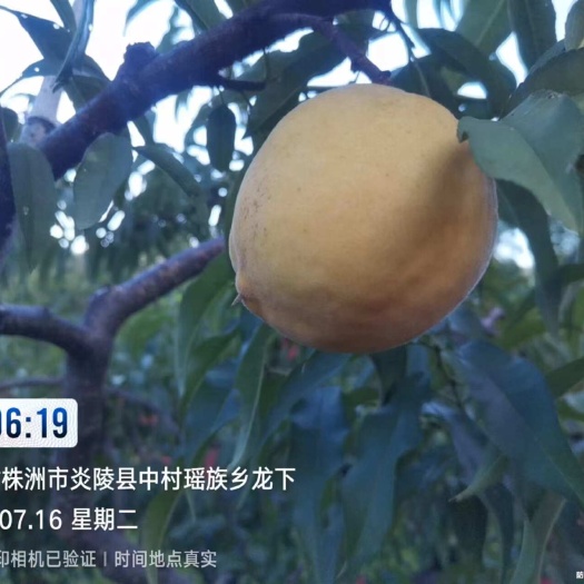 炎陵县炎陵黄桃自产自销