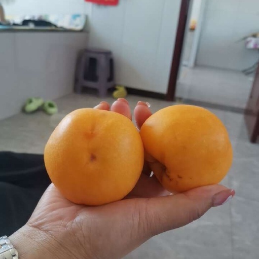 秦皇岛黄桃