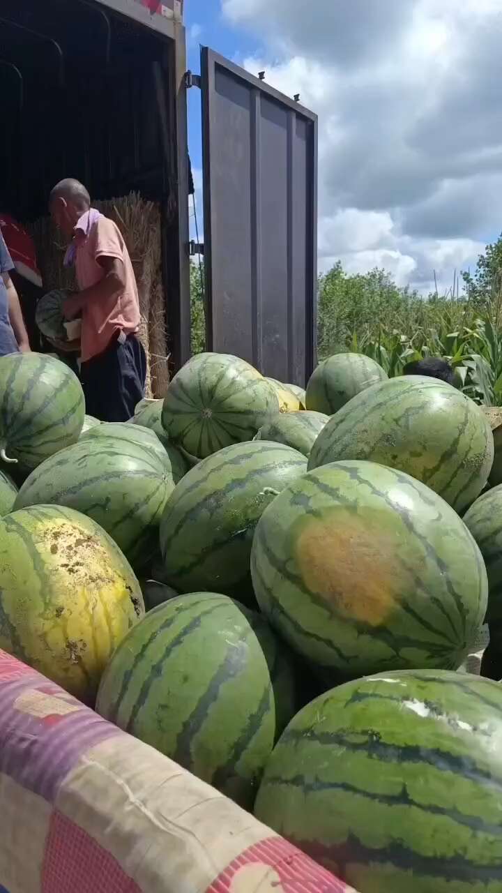 吉林西瓜.地雷瓜上市