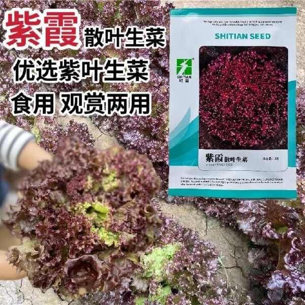 紫霞散叶生菜种子优选紫叶生菜种籽四季蔬菜种子庭院阳台盆栽生菜