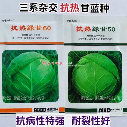 沭阳县春夏秋结球甘蓝种籽抗热绿甘50/60甘蓝种子耐热圆球形包头菜