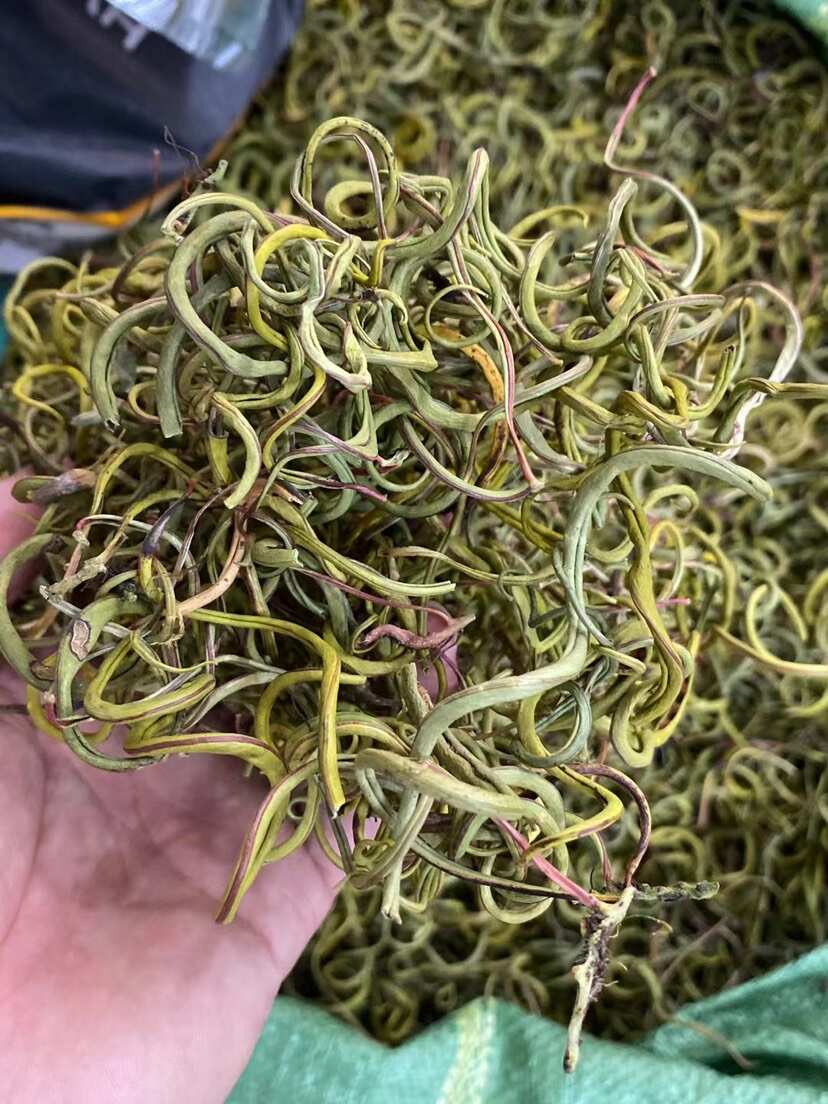 化石草 老挝小叶化石草 右名肾精茶 肾精草