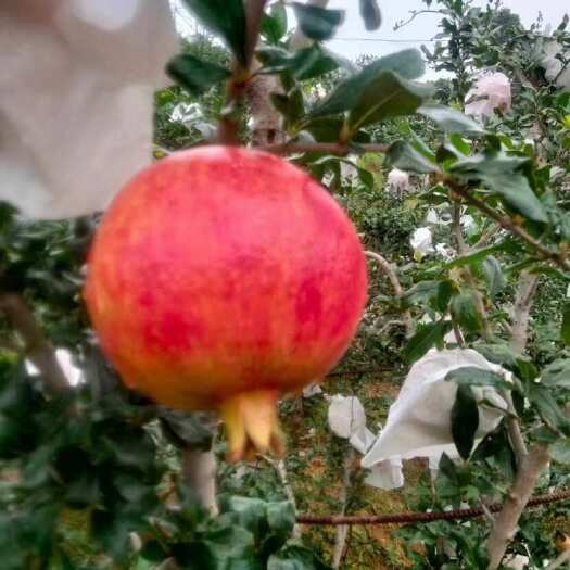 攀枝花石榴