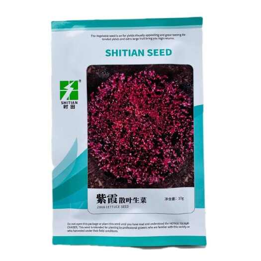 南京紫霞散叶生菜种子优选紫叶生菜种籽四季蔬菜种子庭院阳台盆栽生菜