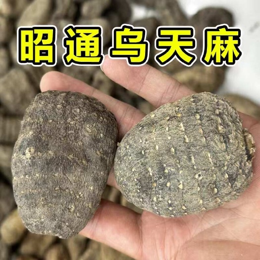 文山市【昭通乌天麻】云南昭通乌天麻5个/斤乌天麻包邮
