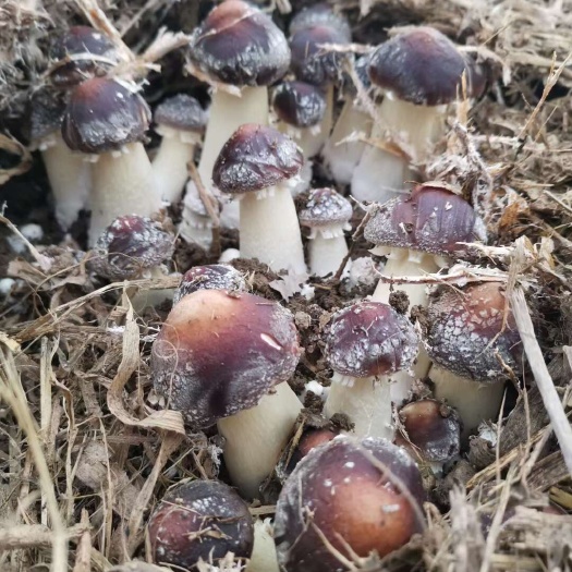 大球盖菇菌种（赤松茸菌种）
