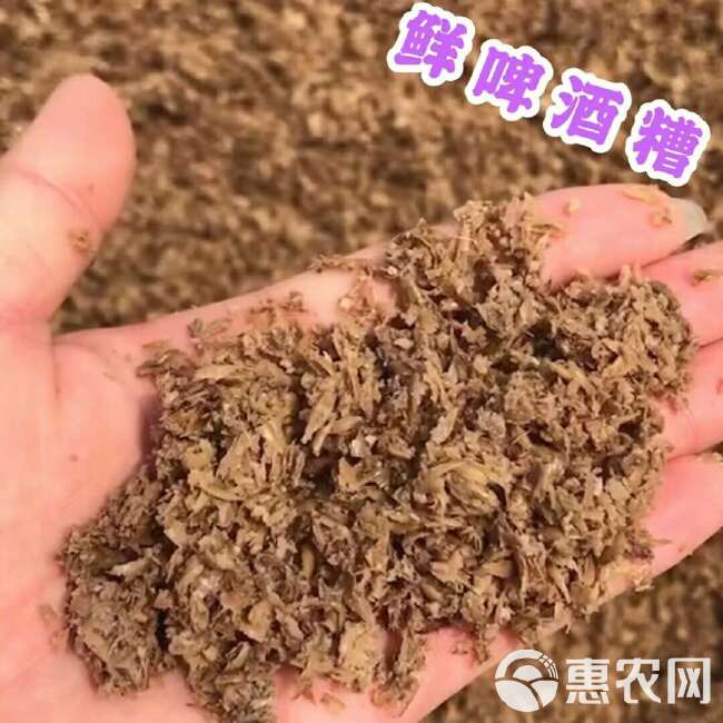 新鲜啤酒糟直发（粗糟细糟都有）含35以上粗蛋白，一毛多一斤起