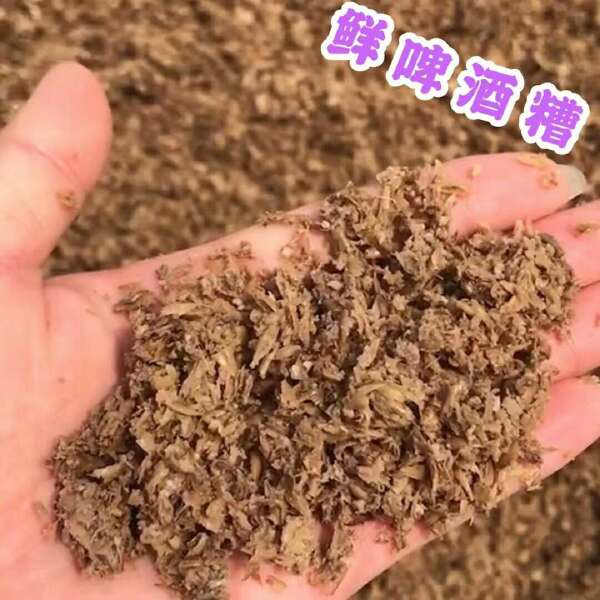 新鲜啤酒糟直发（粗糟细糟都有）含35以上粗蛋白，一毛多一斤起