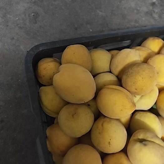 宁都县黄桃