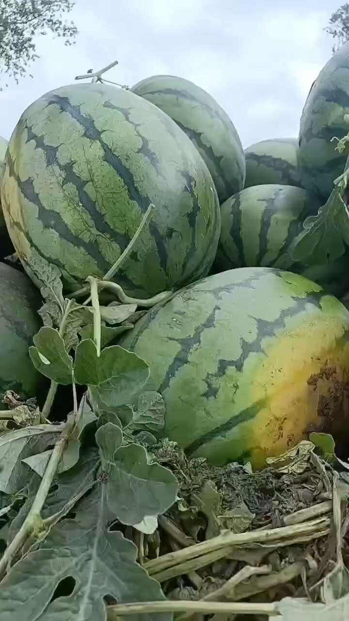 吉林西瓜.地雷瓜上市