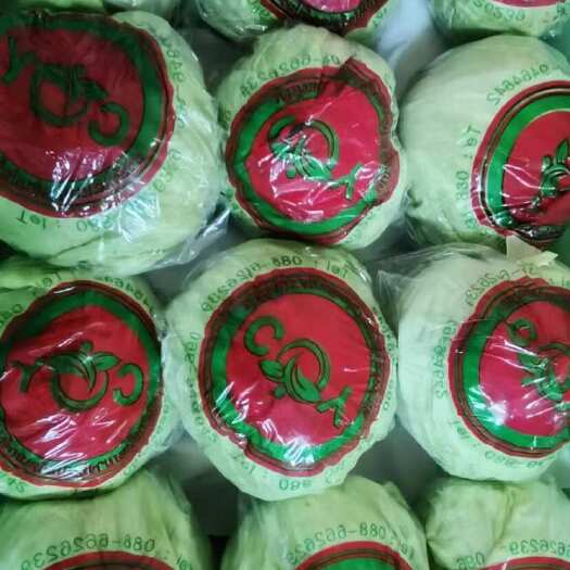 昆明蔬菜球生菜