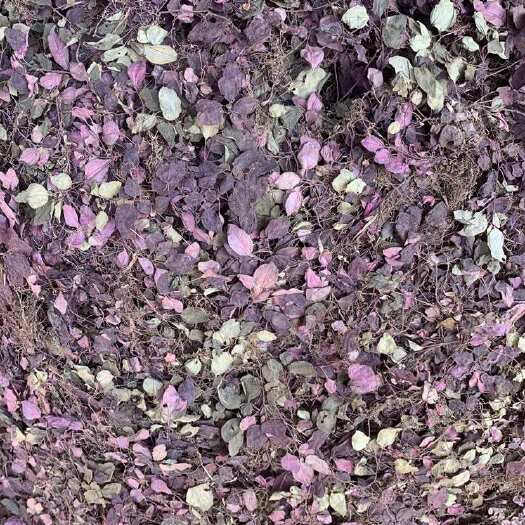 威信县风柜斗草2024新货水洗货无杂质无含硫产地批发