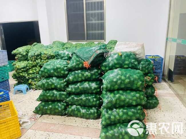 广东无籽香水柠檬【青黄果】新鲜手打柠檬香味浓奶茶饮品店用