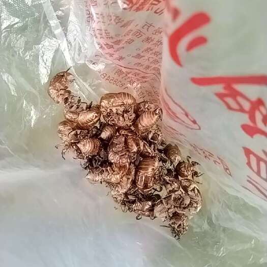 平塘县蝉蜕