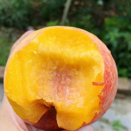 重庆市太和黄桃，国家地理标志产品，香甜可口，好吃得很