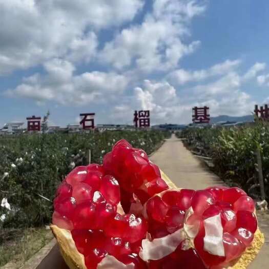 会理市石榴，突尼斯软籽