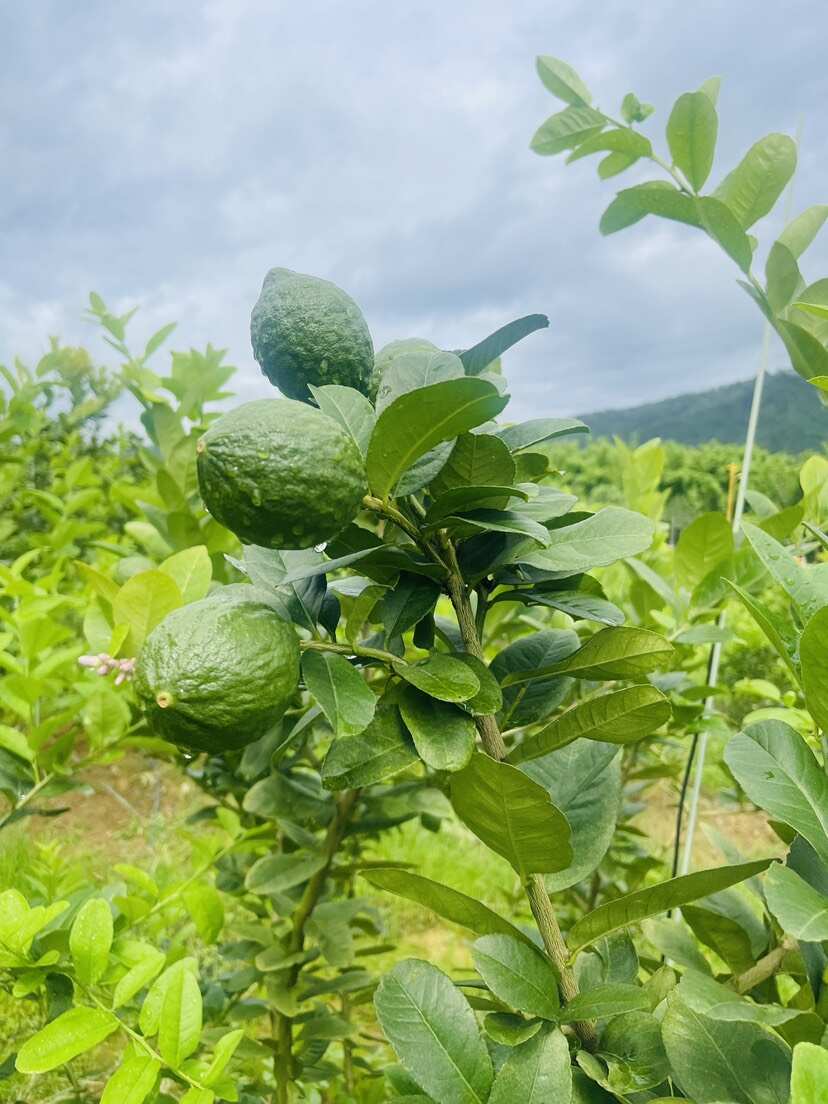 广东无籽香水柠檬一级(优)果新鲜手打柠檬香味浓奶茶饮品店用