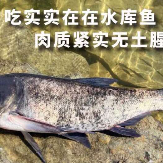 简阳市鲢鱼