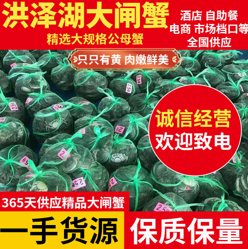 现货江苏大闸蟹满黄满肉 全国发货 产区一手货源 量大价优