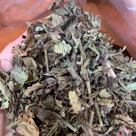 中药材 猫须草中药材批发