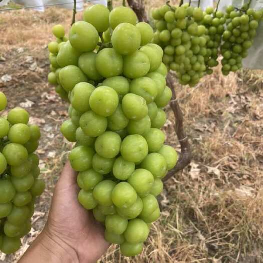 新沂市阳光玫瑰   价格大降，欢迎实地考察