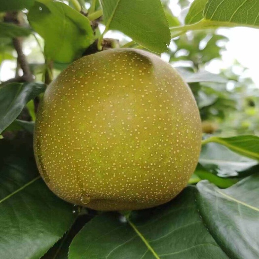 宜城市精选优质翠冠梨，大量上市，产地一手货源，品种齐全可以视频看货
