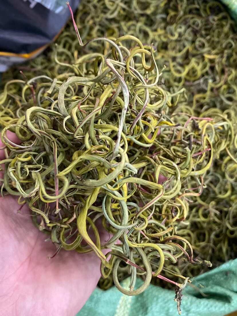 化石草 老挝小叶化石草 右名肾精茶 肾精草